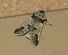 Antithemerastis acrobela