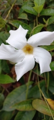 Mandevilla laxa