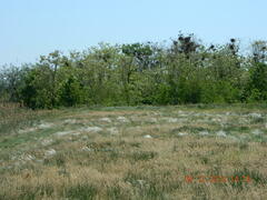 Stipa