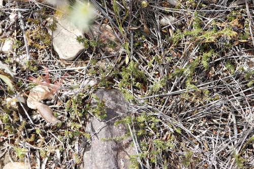 Image of Pebble Capegorse by (c) Tony Rebelo, some rights reserved (CC BY-SA)