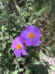 Cistus creticus