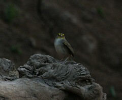 Ammodramus aurifrons