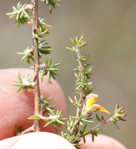 Pebble Capegorse (Aspalathus microlithica)