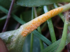 Puccinia ortonii