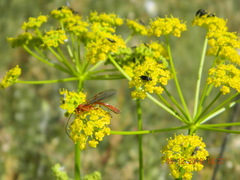 Pastinaca clausii