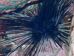 Diadema africanum