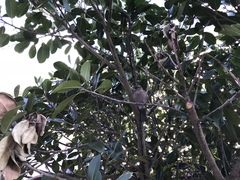 Passer domesticus