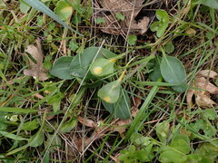 Puccinia ortonii