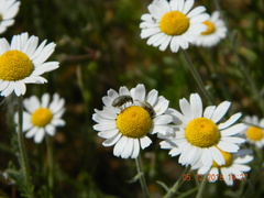 Anthemis ruthenica