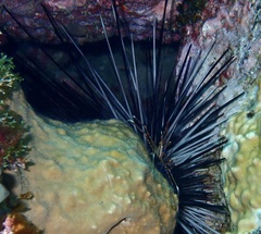 Diadema africanum