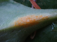 Puccinia ortonii