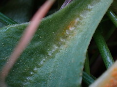 Puccinia ortonii