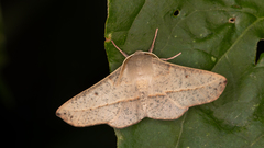 Antictenia punctunculus