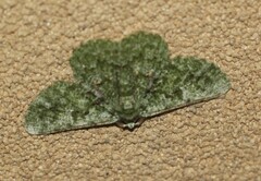 Aeolochroma viridicata