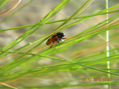 Cercopis intermedia