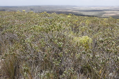 Adenandra gummifera