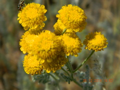 Tanacetum millefolium, photograph (c) Galyna Mykytynets, some rights reserved (CC BY)