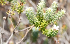 Adenandra gummifera
