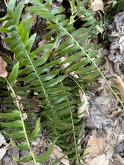 Polystichum acrostichoides