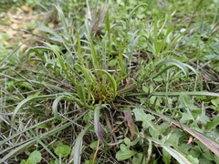 Scorzonera laciniata