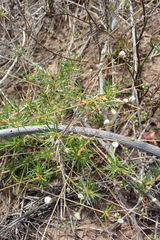 Spergula