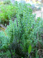 Thymus carnosus