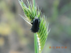 Enicopus ater