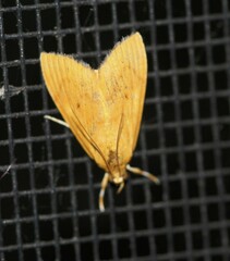 Anania perflavalis