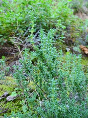 Thymus carnosus