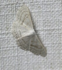 Problepsis clemens