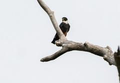 Falco deiroleucus