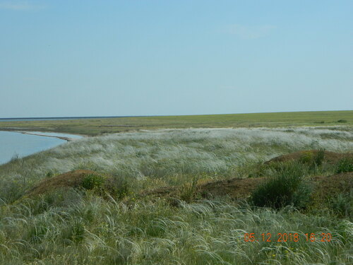 Stipa ucrainica, photograph 3