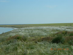 Stipa ucrainica