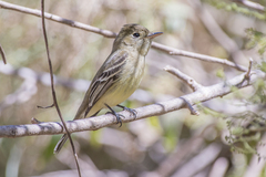 Empidonax difficilis
