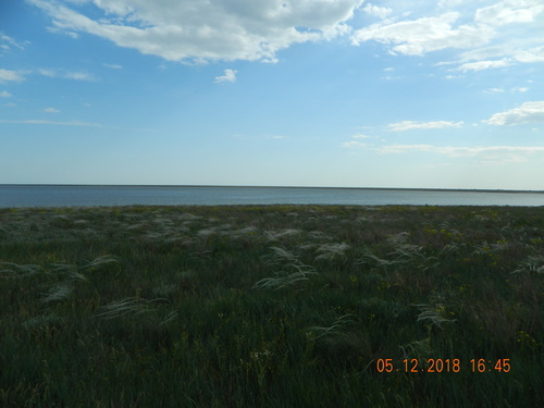 Stipa ucrainica, photograph 2