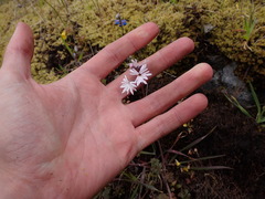 Lithophragma parviflorum