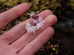 Lithophragma parviflorum