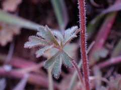 Lithophragma parviflorum