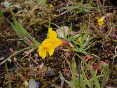 Erythranthe microphylla