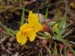 Erythranthe microphylla