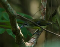 Arachnothera longirostra