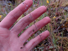 Thysanocarpus curvipes