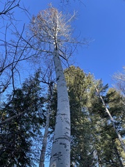 Populus tremuloides