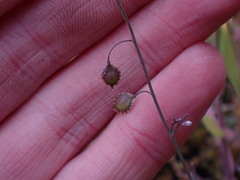 Thysanocarpus curvipes