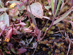 Thysanocarpus curvipes