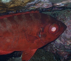 Heteropriacanthus fulgens