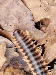 Apheloriini