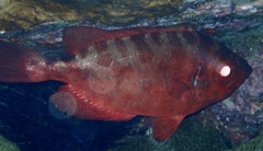 Heteropriacanthus fulgens