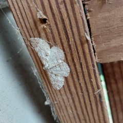 Iridopsis defectaria