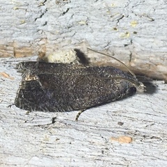 Eucosma sombreana
